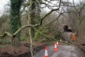 Fallen Trees due to storm Henk