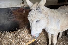 Lancelot, one of the 17 donkeys at Folly’s Farm.