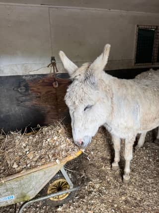 Lancelot, one of the 17 donkeys at Folly’s Farm.