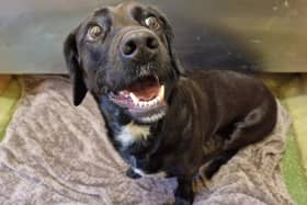 Madison and James Miller's dog