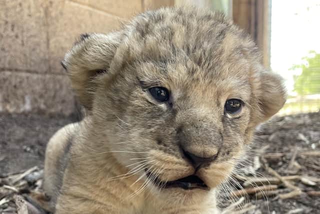 Whipsnade Zoo African lion cub greets keeper Nel. (Picture: ZSL)