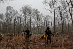 A diverse mix of native species will create the right conditions for nature to thrive.