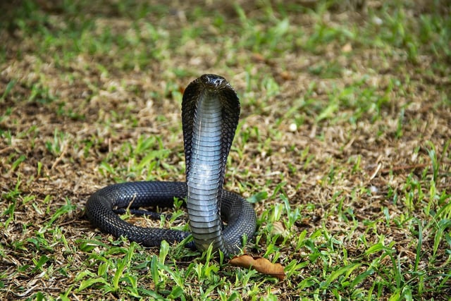These cobras can live to around 20 years old and found in Southeast Asia.
The population of these snakes is decreasing with its conservation status currently at vulnerable