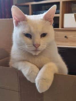 Marshmellow