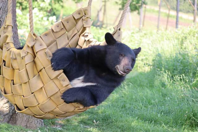 Koda just lolling about in the hammock