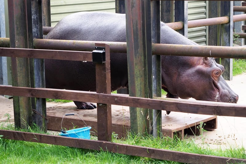 Six-year-old hippo Hodor