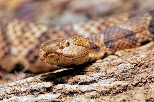 The copperhead (Agkistrodon contortrix) is common found in eastern North America.
It has has distinctive, dark brown, hourglass-shaped markings on a light reddish brown or brown or grey body.
The population of these snakes is decreasing with its conservation status currently at vulnerable.