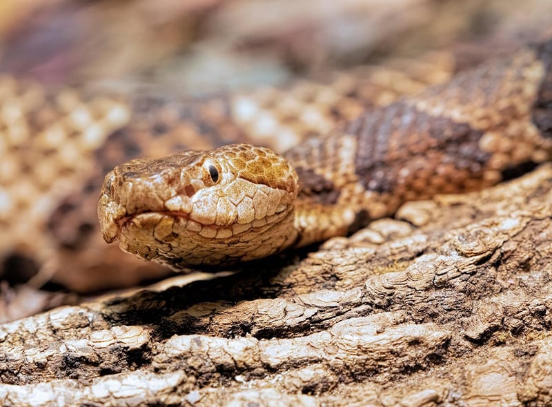13 really wild dangerous animals living in Dacorum - from an aligator to a  king cobra | Hemel Today