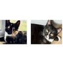Pepper, Billy and Felix