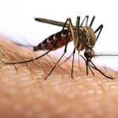 Mosquito. Photo: Fernando Astasio - stock.adobe.com