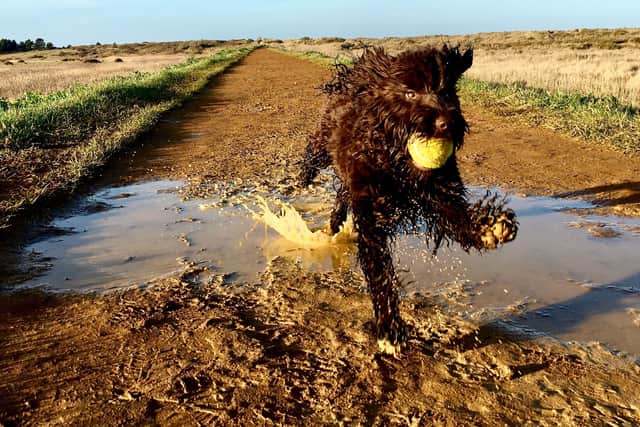 Shelina Duke is giving this advice to cockapoo owners - Animal News Agency
