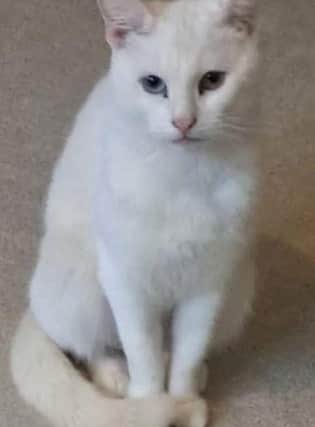 Marshmellow