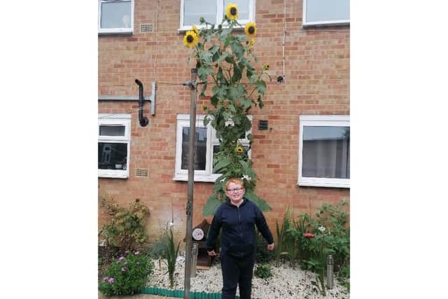 Pictured: George with his sunflower.