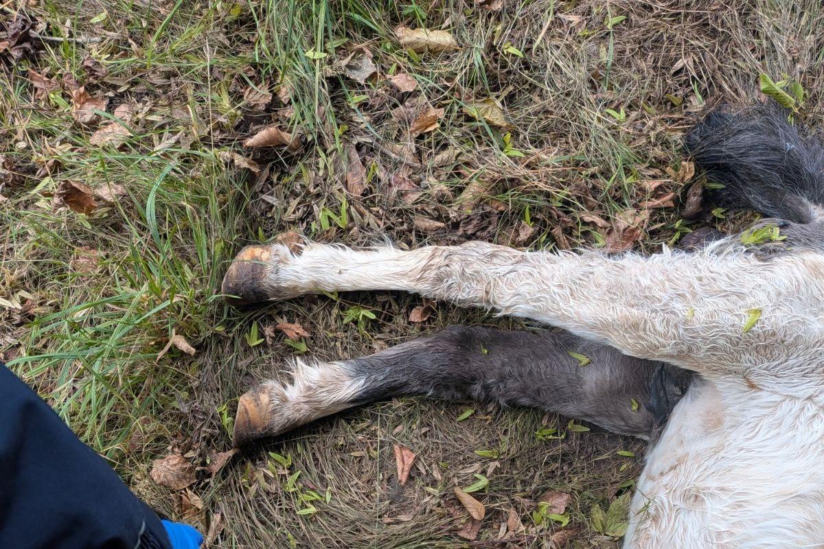 Verlassenes Pony tot auf Feldern in Dacorum gefunden – „herzzerreißende“ ...