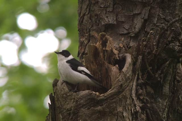 Collared Flycatcher