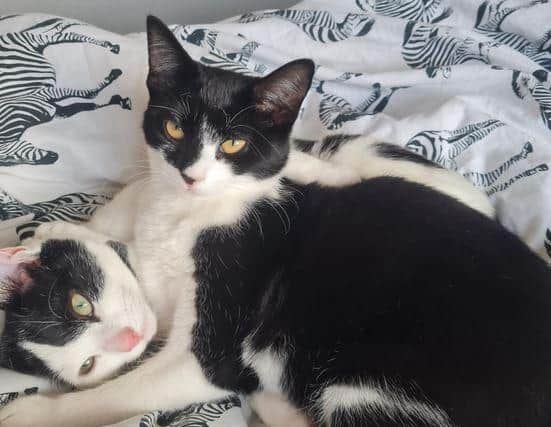 Tibbles and Bubbles