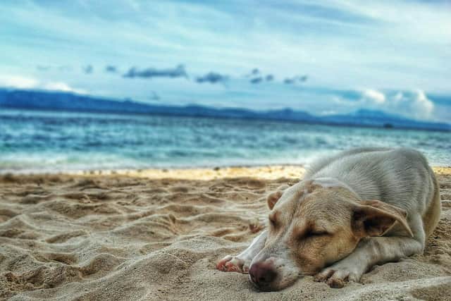 Bella & Duke’s expert dog behaviourist shares tips to keep dogs cool and calm amidst heatwave