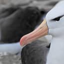 Black-Browed Albatross