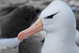 Black-Browed Albatross