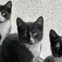 Pepper, Billy and Felix