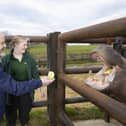 Go behind the scenes and meet Hodor and Lola