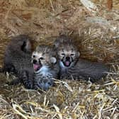 Amira's four cubs, just three weeks old, at Whipsnade Zoo (Picture: ZSL)