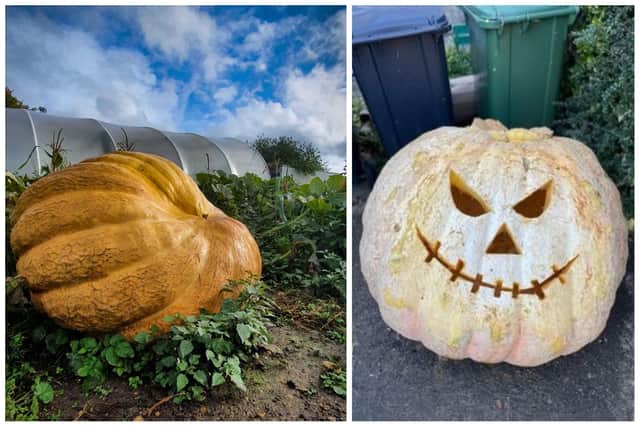 The giant pumpkin was grown at Rumblers Farm in Hemel Hempstead. Right: Zarah's spook-tacular carving of the pumpkin