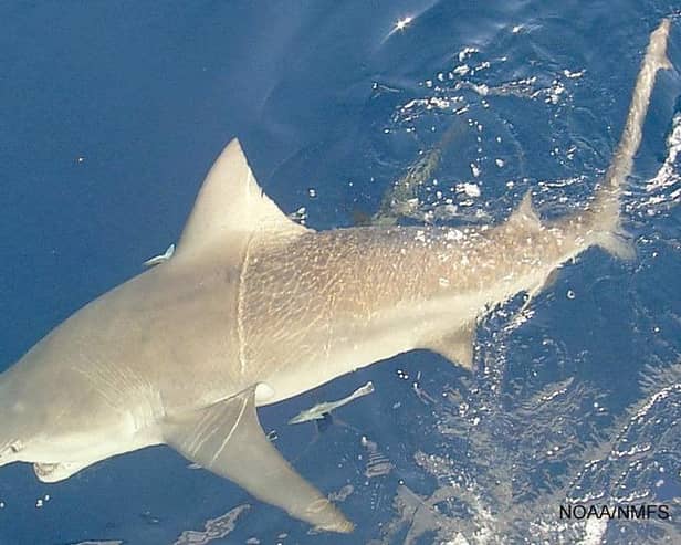 Bull sharks are among the species most dangerous to humans. Image: SEFSC Pascagoula Laboratory/ Brandi Noble collection