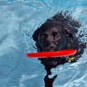 Doggy splash sessions are set to return to Hemel Hempstead Leisure Centre