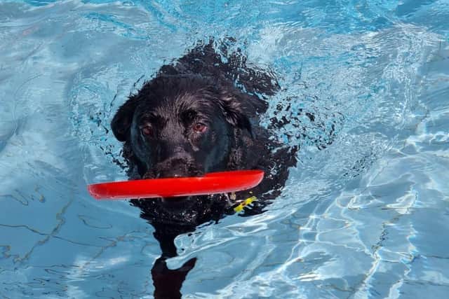 Doggy splash sessions are set to return to Hemel Hempstead Leisure Centre
