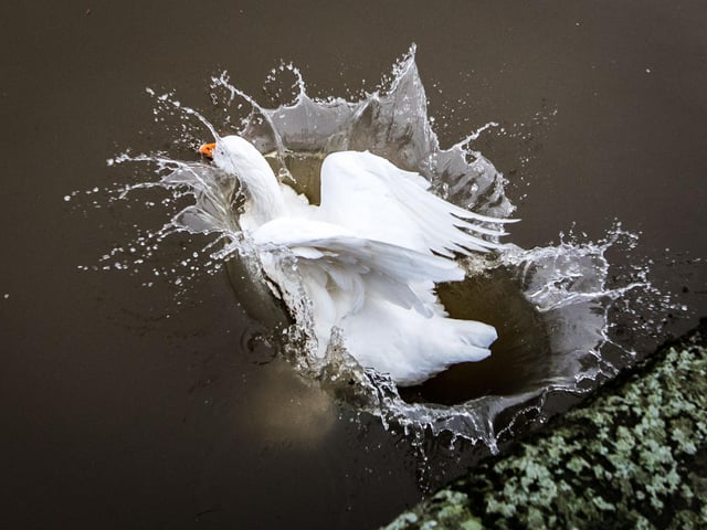 Keep your eyes peeled for a golden goose wandering the candy-covered grounds of Ashridge House this Easter.
Hunt for the elusive golden eggs and unscramble the letters to find out where the goose is hiding.
Monday April 18 from 2.15pm.