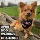 Join the pack: Hertfordshire dog owners are being urged to walk 60 miles with their four-legged friends over the course of April to raise money for Stand Up To Cancer’s life-saving research. Sign up now at su2c.org.uk/walkies