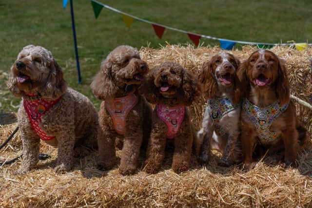 Breed meet ups