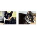 Pepper, Billy and Felix
