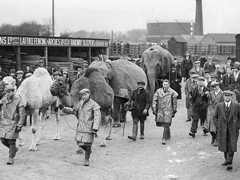 Elephants and camels are walked from the railway station to Whipsnade Zoo