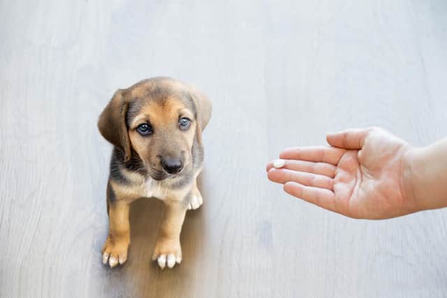 Giving dogs antibiotics (photo: Adobe)