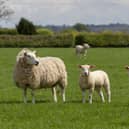 The NFU is calling for fair treatment of farmers tackling bluetongue.