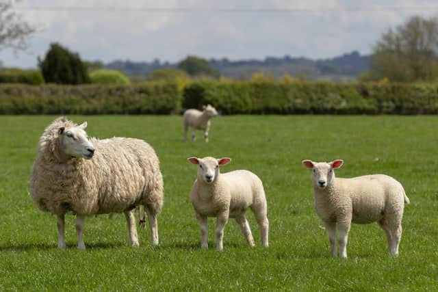 The NFU is calling for fair treatment of farmers tackling bluetongue.