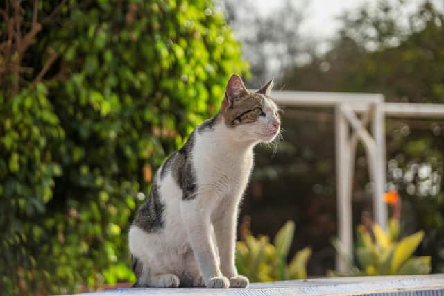 If cats are found injured and are not microchipped, they could face euthanasia, warns the charity. Photo: William Koum
