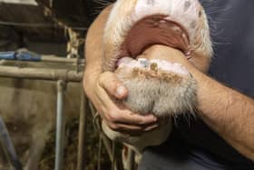 A vet inspects the mouth of a cow during a visit of a veterinary to a farm with some cows touched. Photo used for illustrative purposes (Photo by NICOLAS MAETERLINCK/BELGA MAG/AFP via Getty Images)