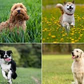These are the most popular dog breeds in different parts of the world