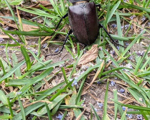 A male stag beetle