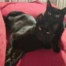 Zeus and Zillo
