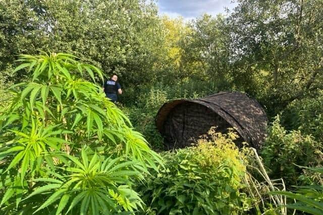 The farm was found on abandoned land. Image submitted.