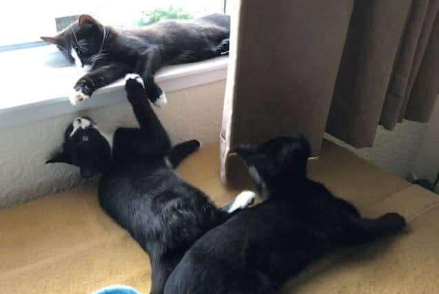 Pip, Polly and Poppet