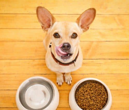 A 'danger list' of foods that could hurt your dog - credit Bone Idol Academy/ Animal News Agency
