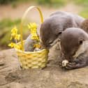 Father and daughter duo Kuvo and Meeko, the Asian short-clawed otters, enjoyed a feast of cooked quails eggs collected from a local supplier.