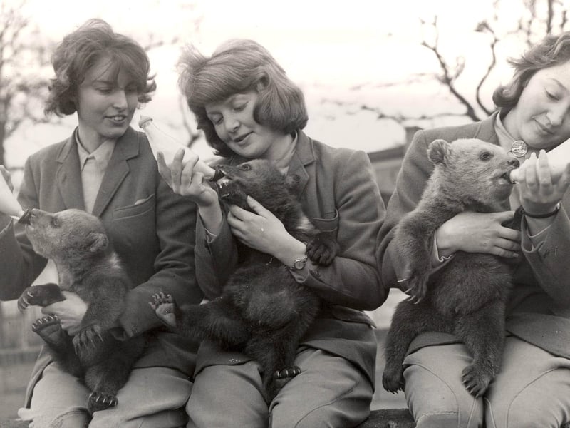 Zookeepers bottle feed three brown bear cubs