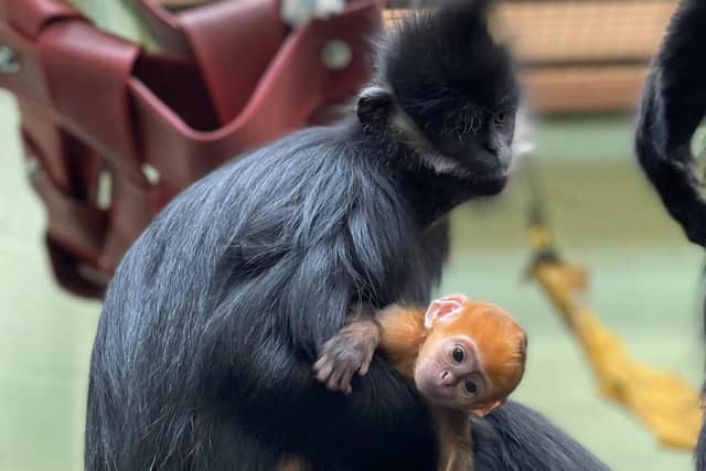 Baby François’ langur and Mum Lulu at Whipsnade Zoo