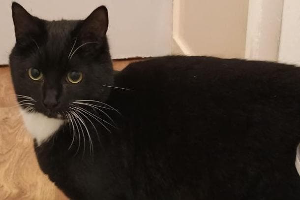 Katzenschutz: Jasmine und Aladdin suchen ein neues Zuhause